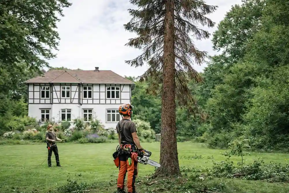 Baumfällung München kranker Baum Professionelle Baumfällung München bei einem kranken Baum