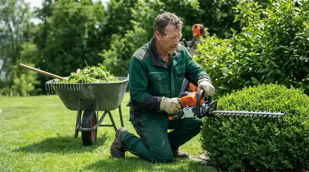 Hecke schneiden Gartenpflege in München